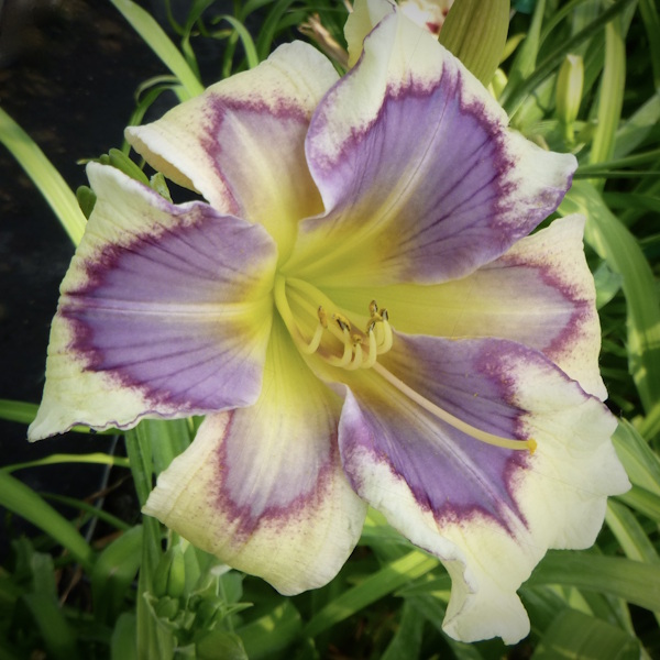 Venetian Violet - 1 Fan Venetian Violet - 1 Fan